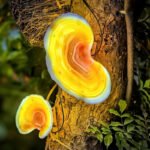 Lumind Outdoor Glowing Ganoderma Lamp-LG11